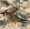 Larus armenicus